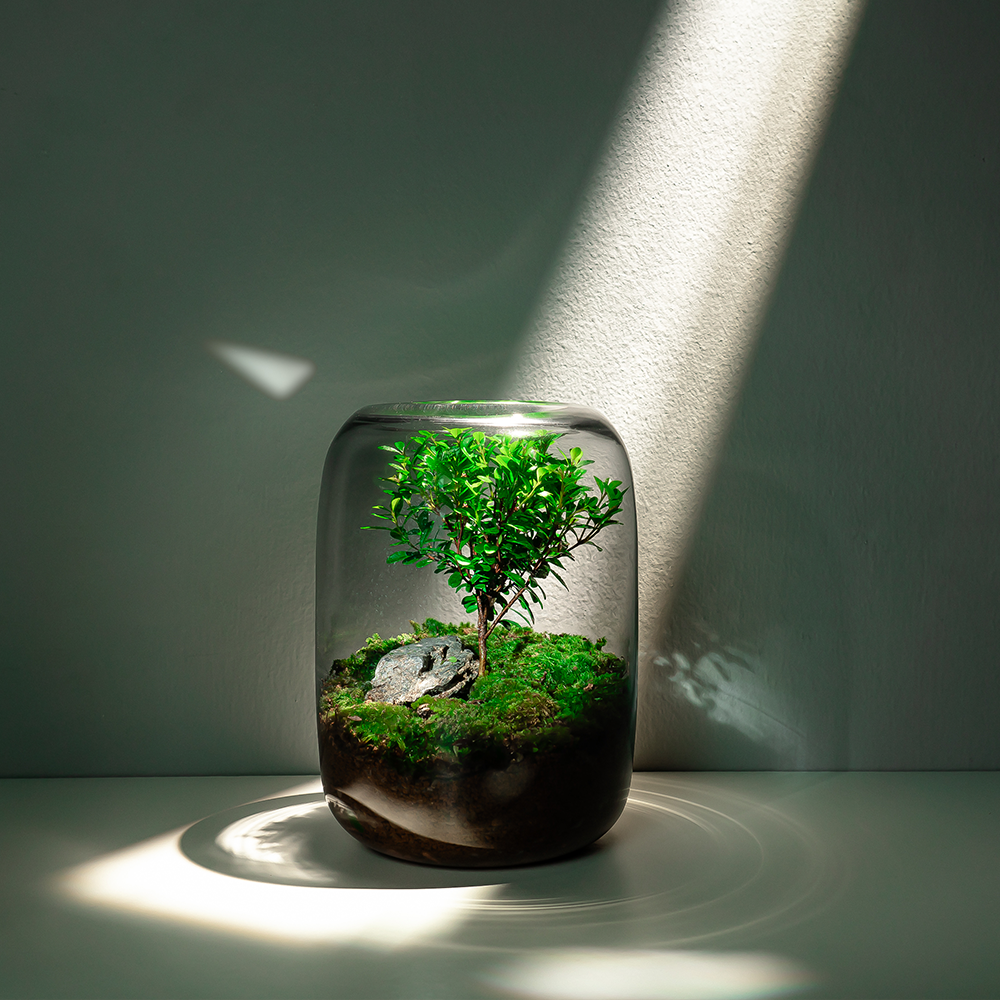 Glass Plant Terrarium