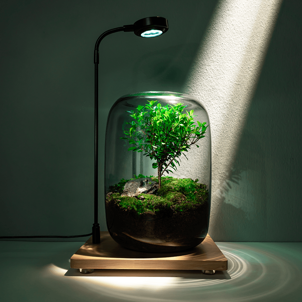 Sky Terrarium™ Tree Of Life - Sky Terrarium