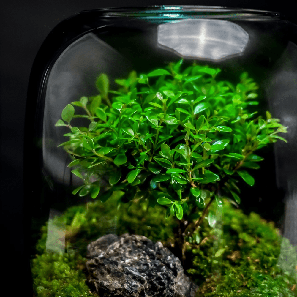 Sky Terrarium™ Tree Of Life - Sky Terrarium