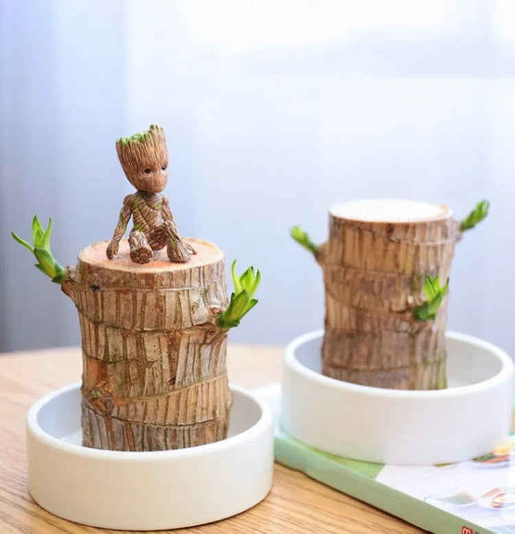 Sky Terrarium™ Lucky Wood