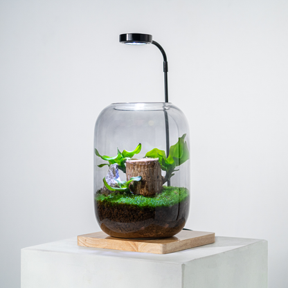 Sky Terrarium™ Lucky Wood