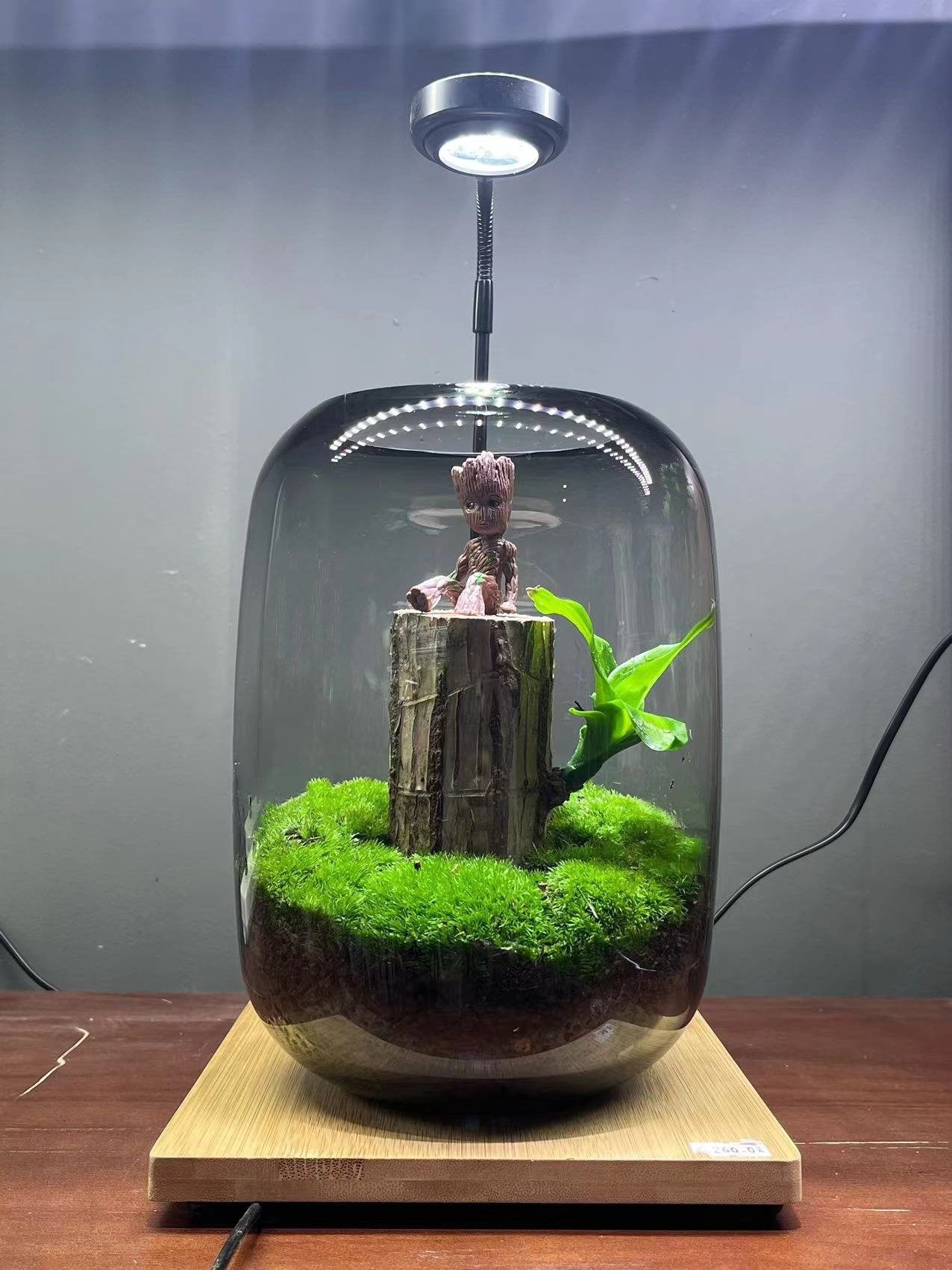 Sky Terrarium™ Lucky Wood