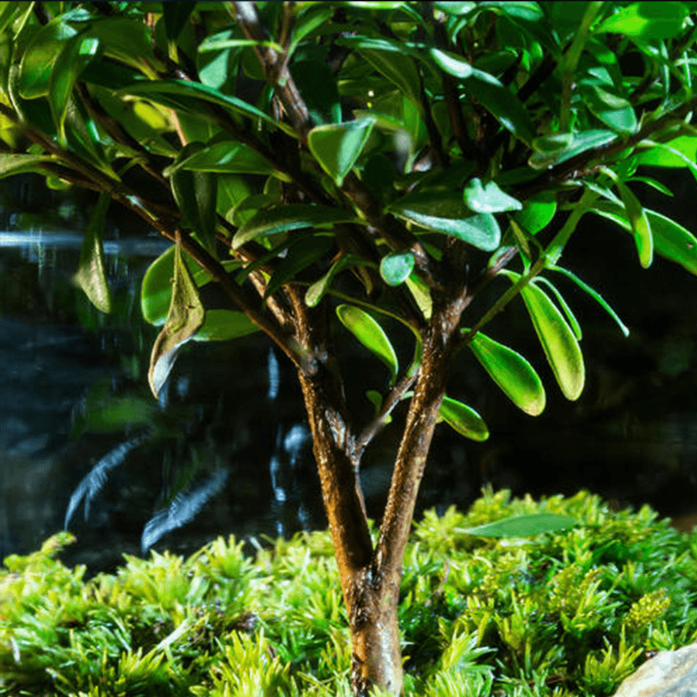 Sky Terrarium™ Tree Of Life - Sky Terrarium